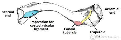 The Clavicle - Functions - Landmarks - Fractures - TeachMeAnatomy