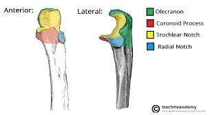 The Ulna - Proximal - Shaft - Distal - TeachMeAnatomy