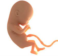 Understanding the Umbilical Cord - Indusladies.com